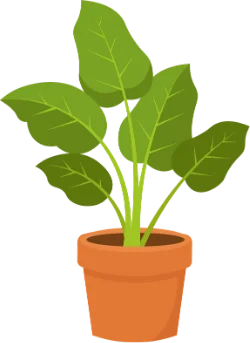 a leafy houseplant in a terracotta pot