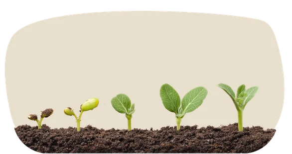 five seedlings at different stages of growth in a row of soil